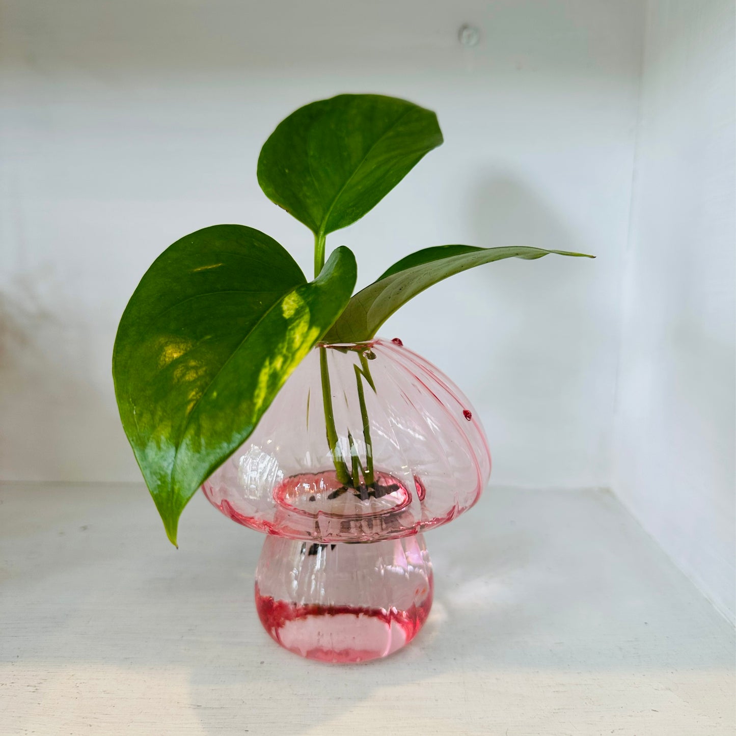 Glass Mushroom Vase with Propagated Stem