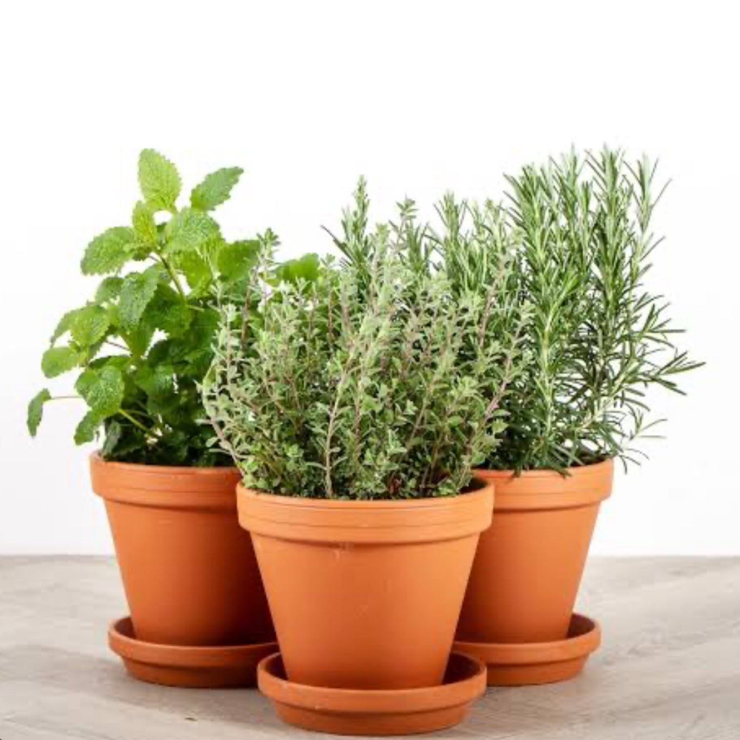 Herb Garden in a Bag