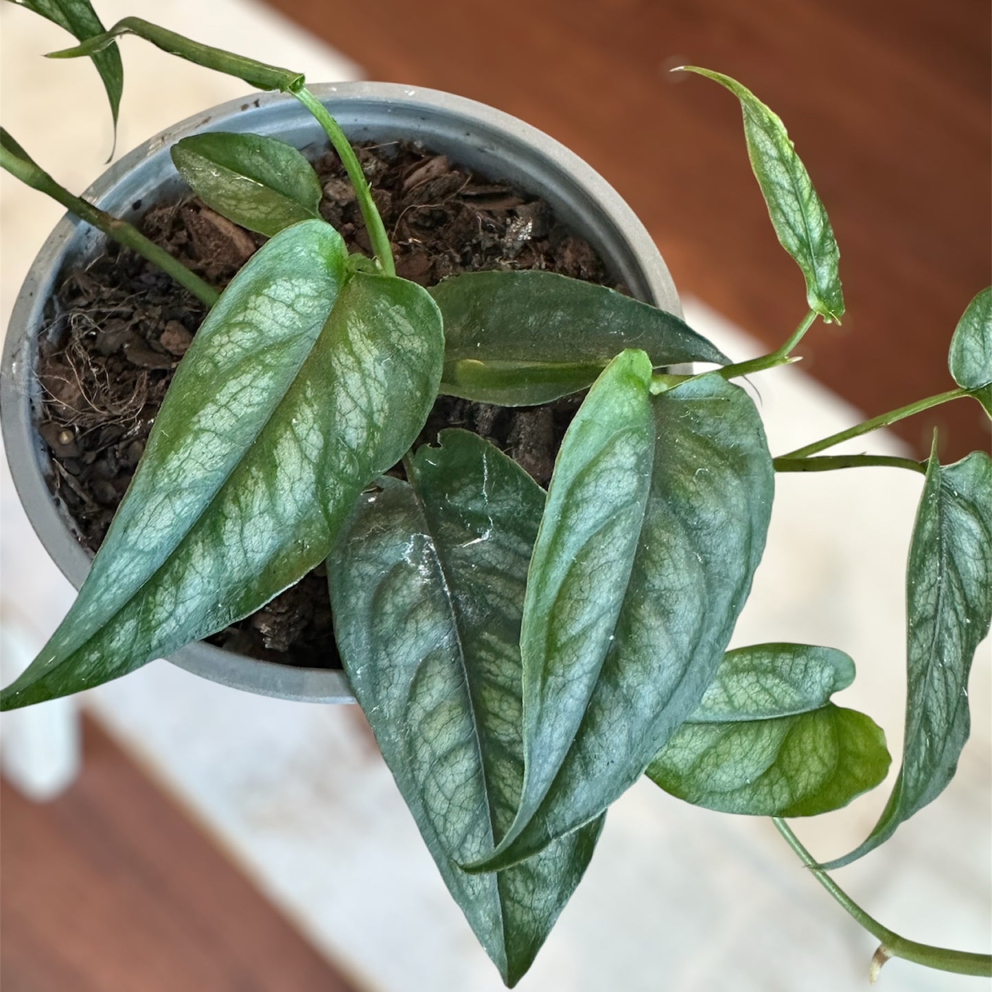 Monstera Siltepecana