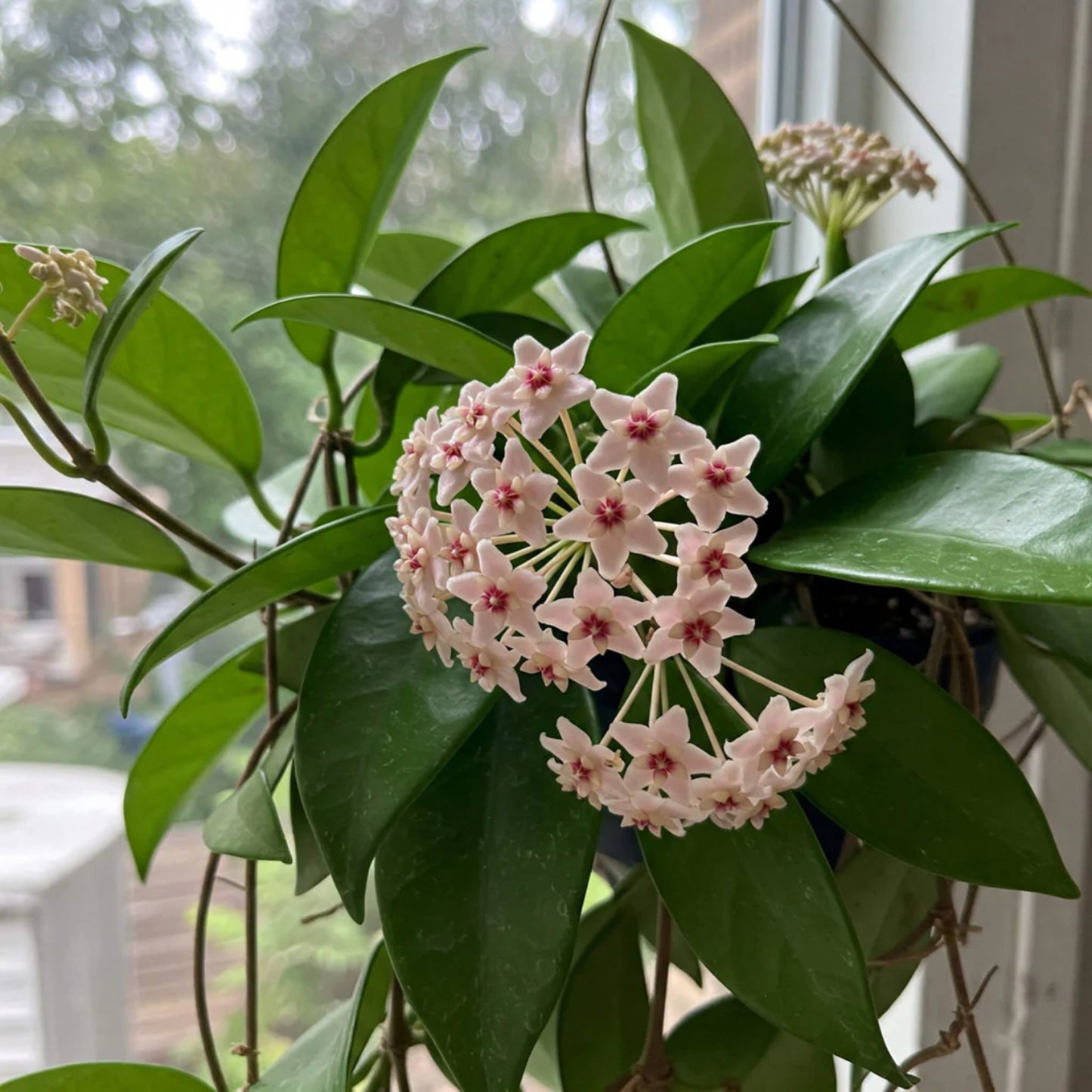 Hoya Carnosa Pink