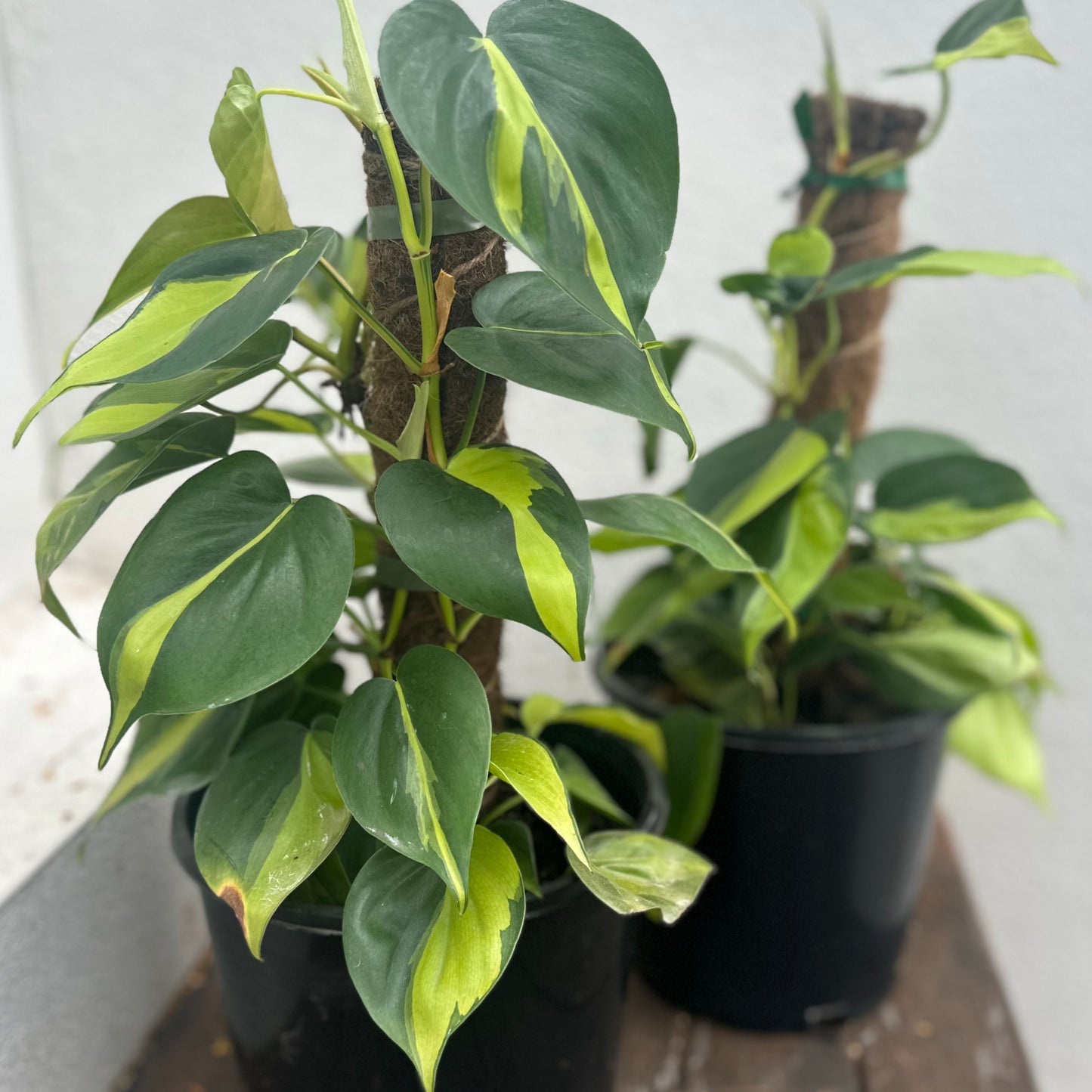 Philodendron brasil