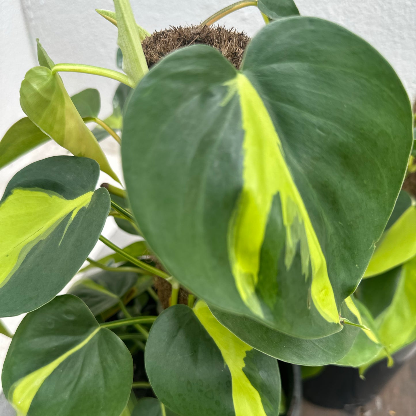 Philodendron brasil
