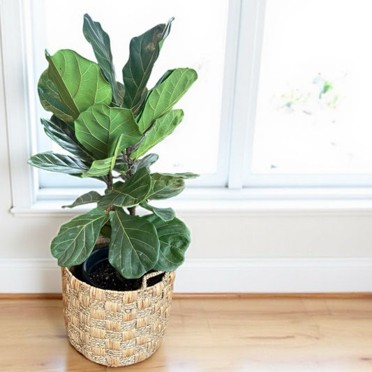 Fiddle Leaf Fig - Lyrata