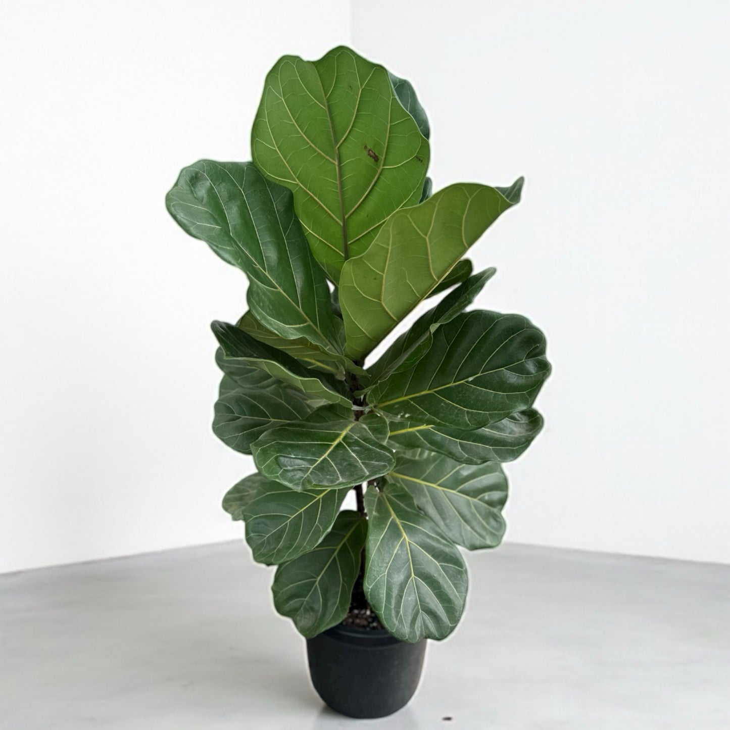 Fiddle Leaf Fig - Lyrata