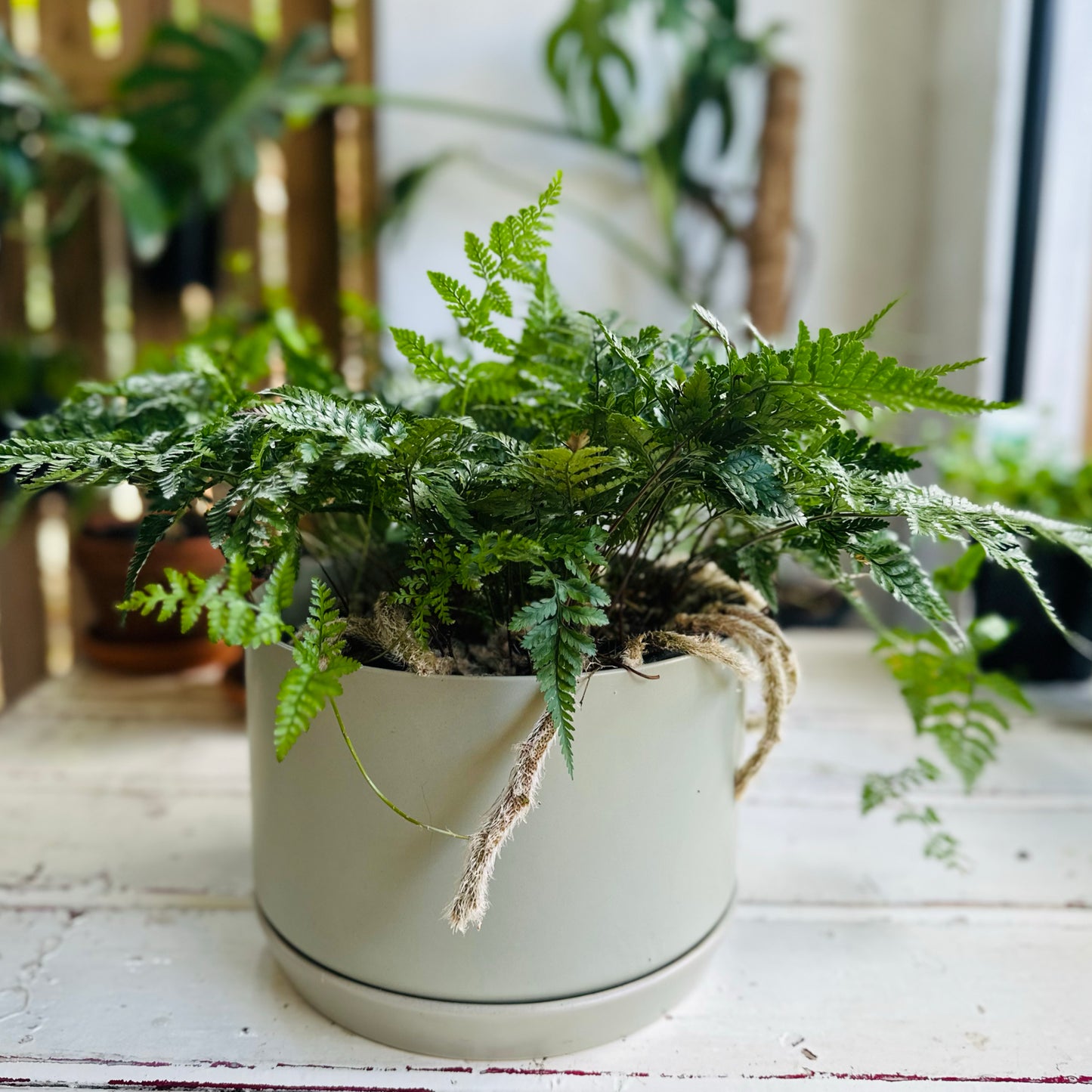 Rabbit's Foot Fern