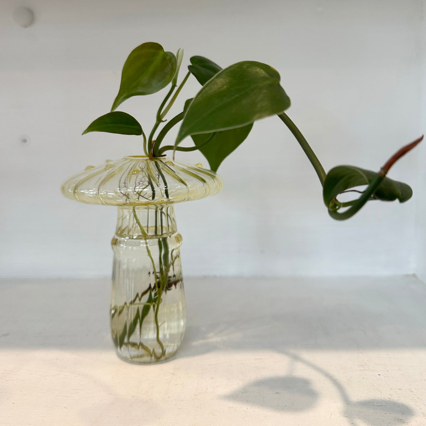 Glass Mushroom Vases with Propagated Stem