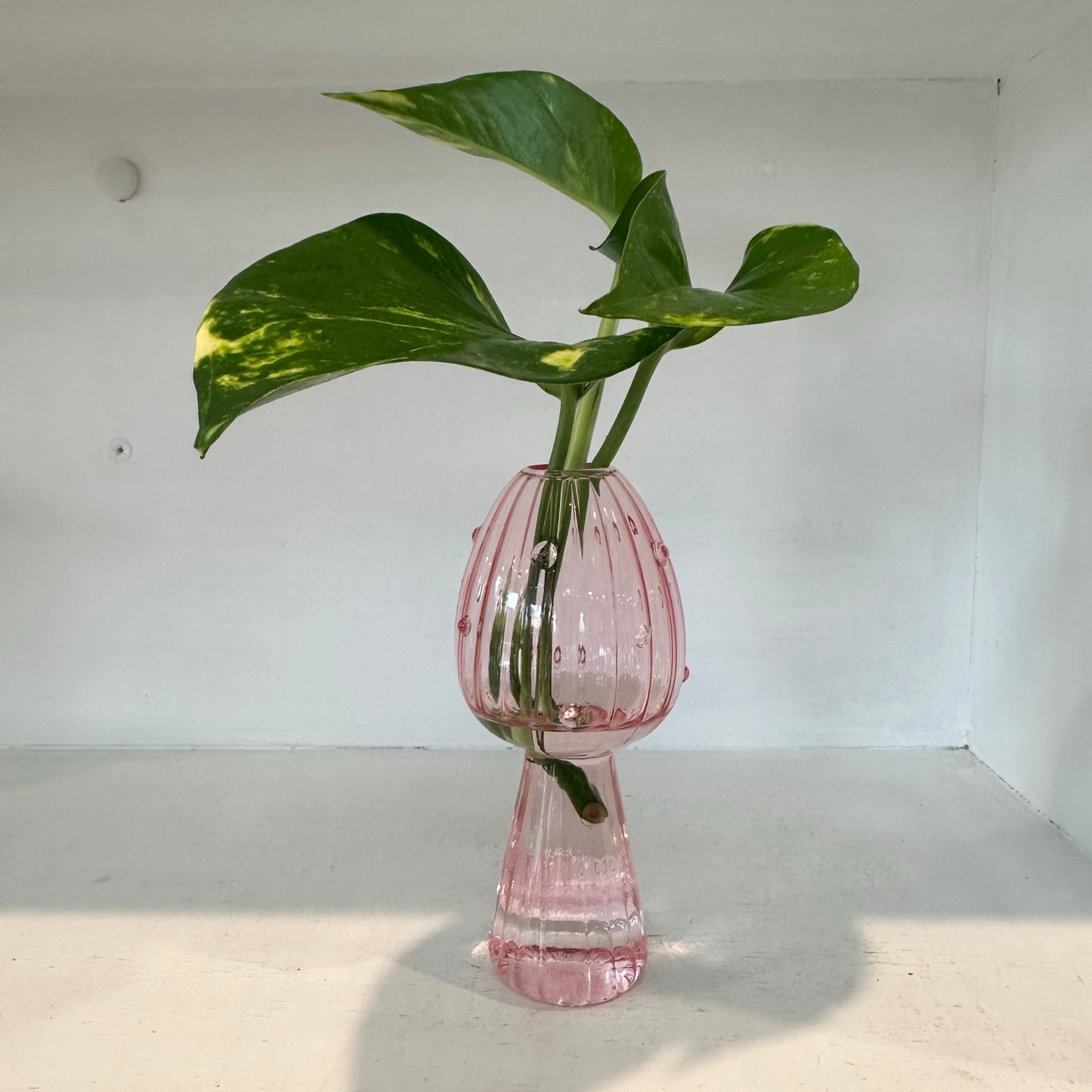 Glass Mushroom Vases with Propagated Stem