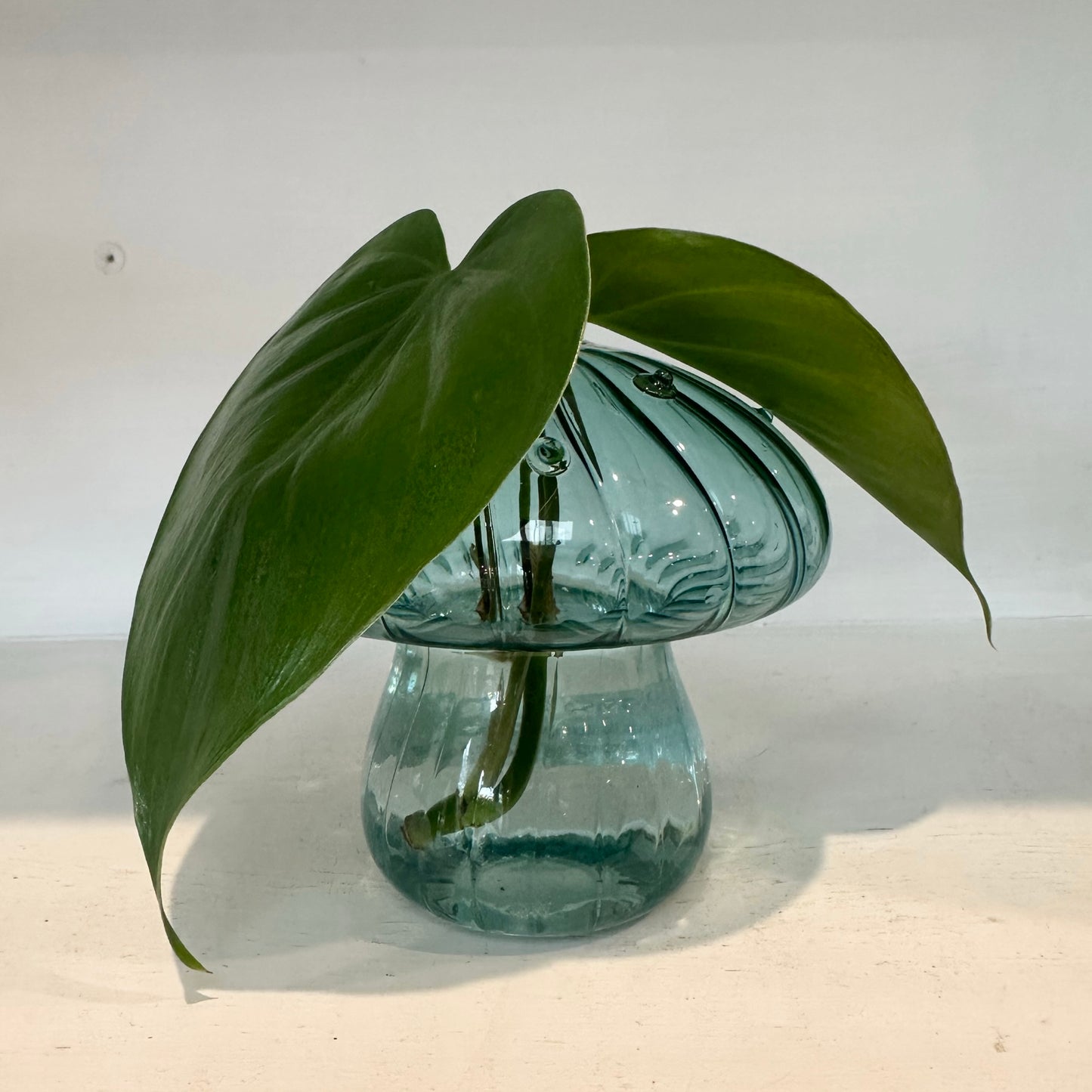 Glass Mushroom Vases with Propagated Stem