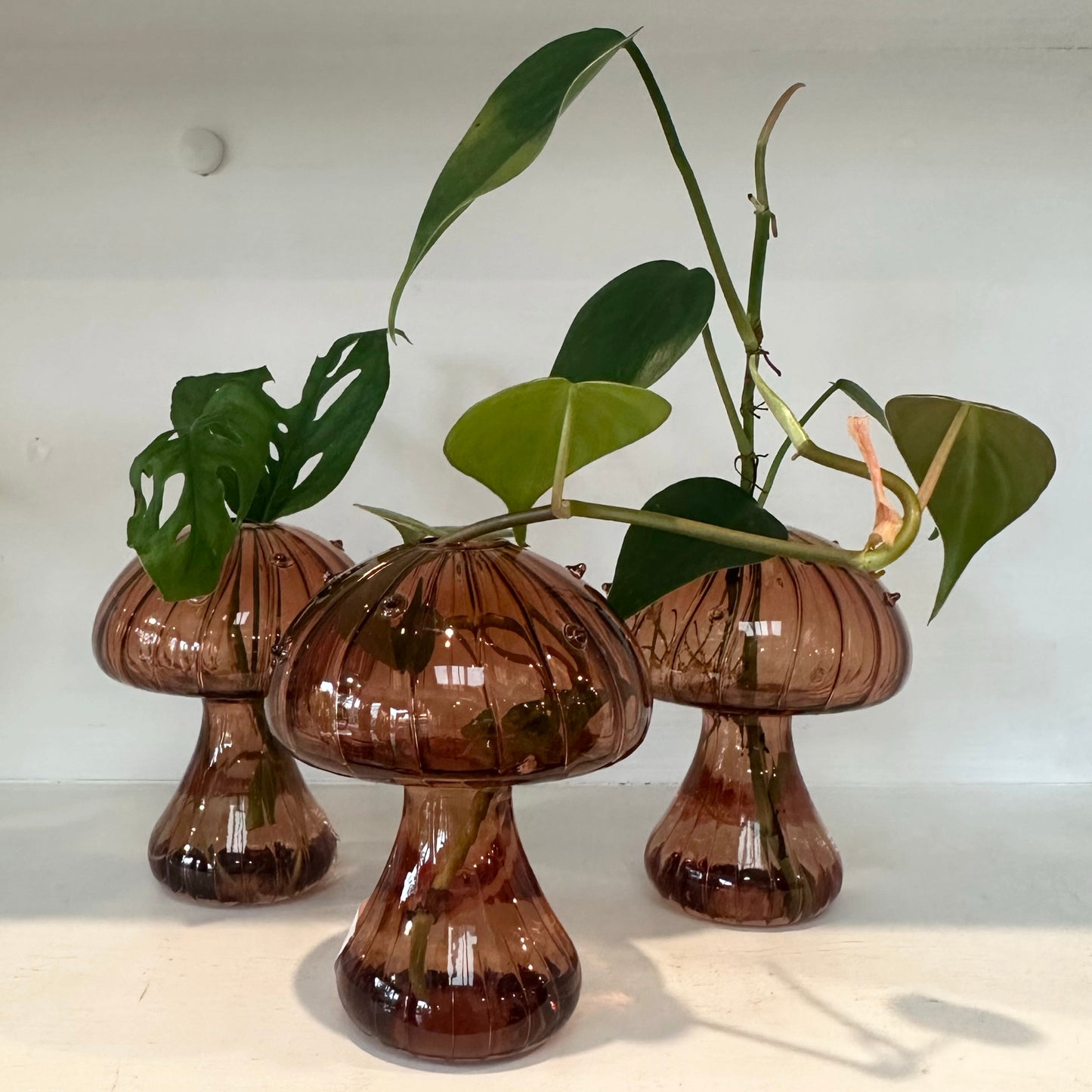 Glass Mushroom Vases with Propagated Stem