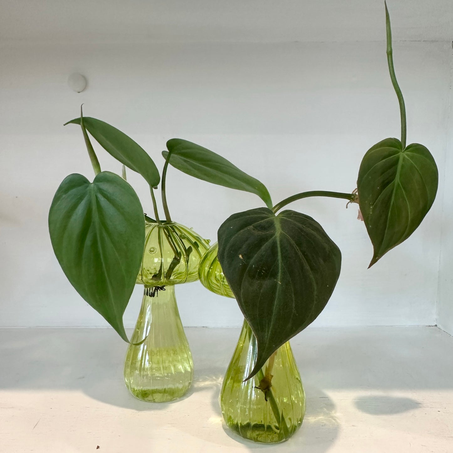 Glass Mushroom Vases with Propagated Stem