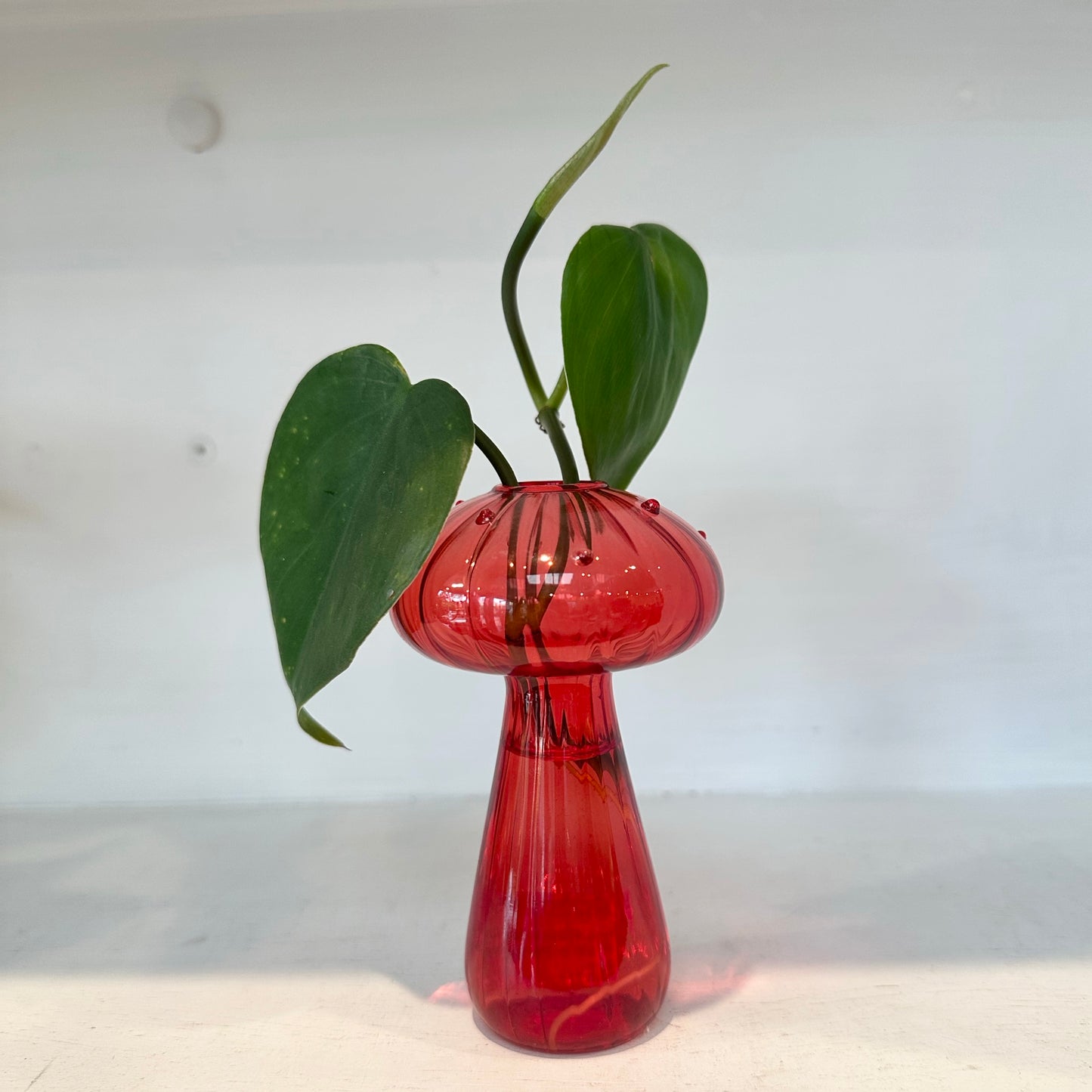 Glass Mushroom Vases with Propagated Stem