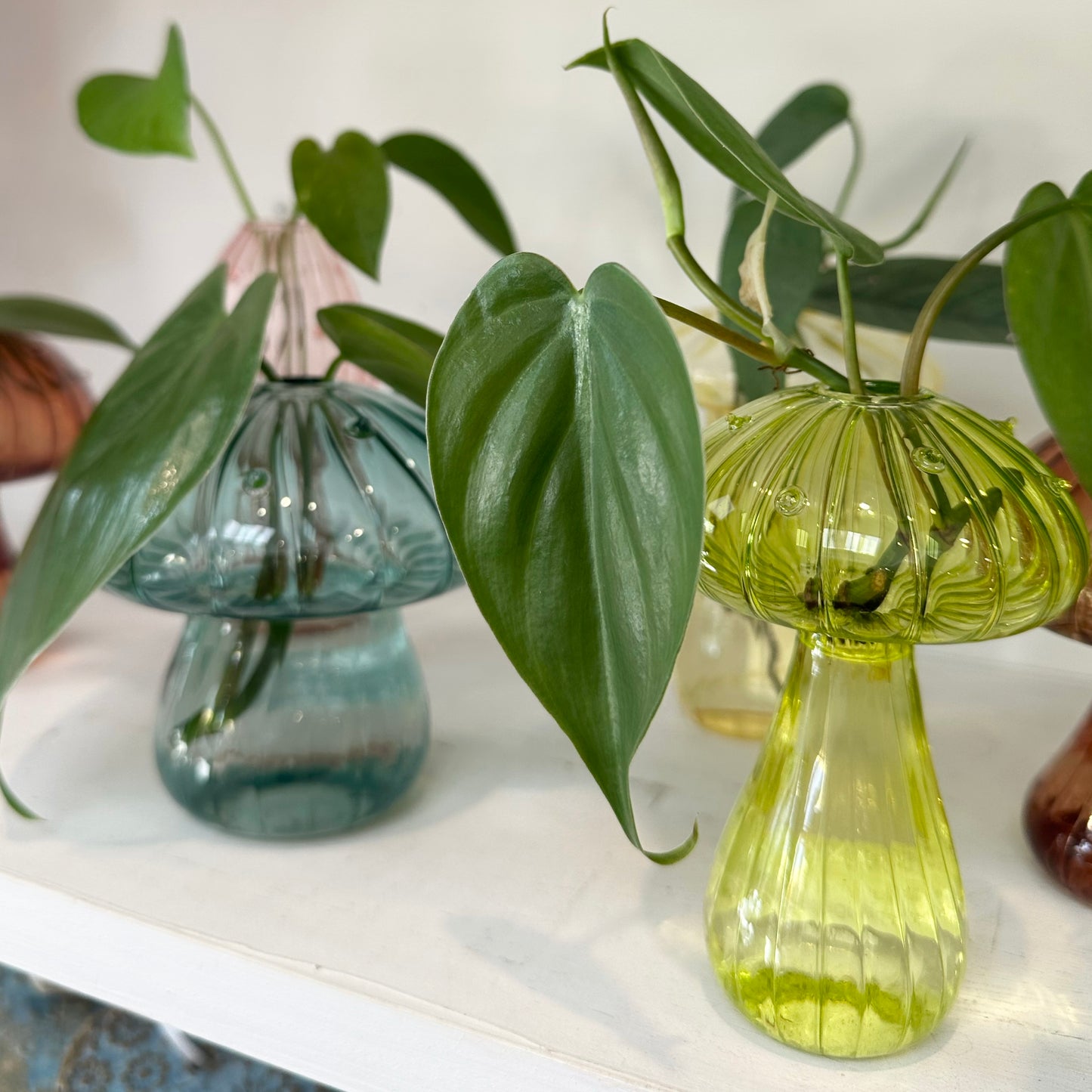 Glass Mushroom Vases with Propagated Stem