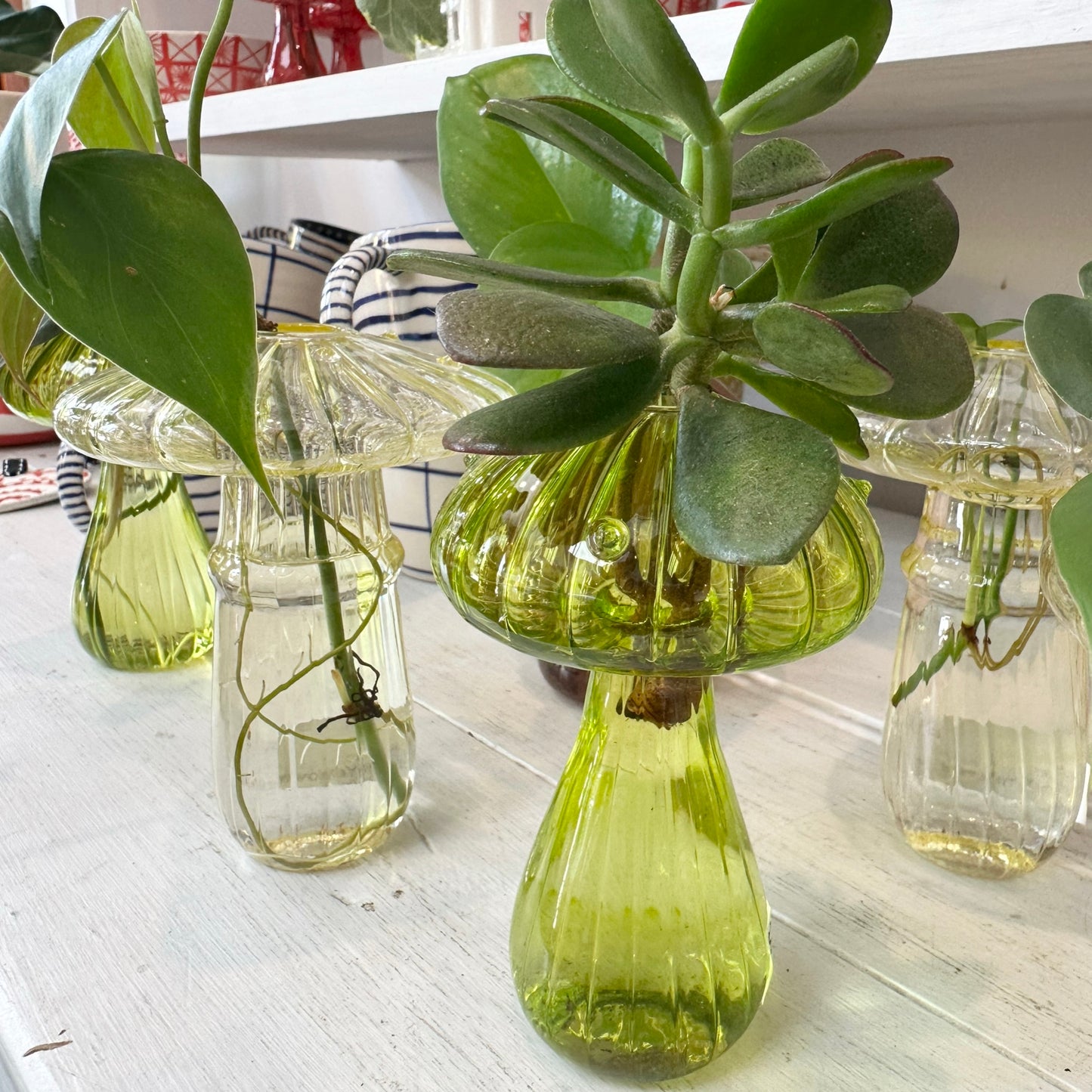 Glass Mushroom Vases with Propagated Stem