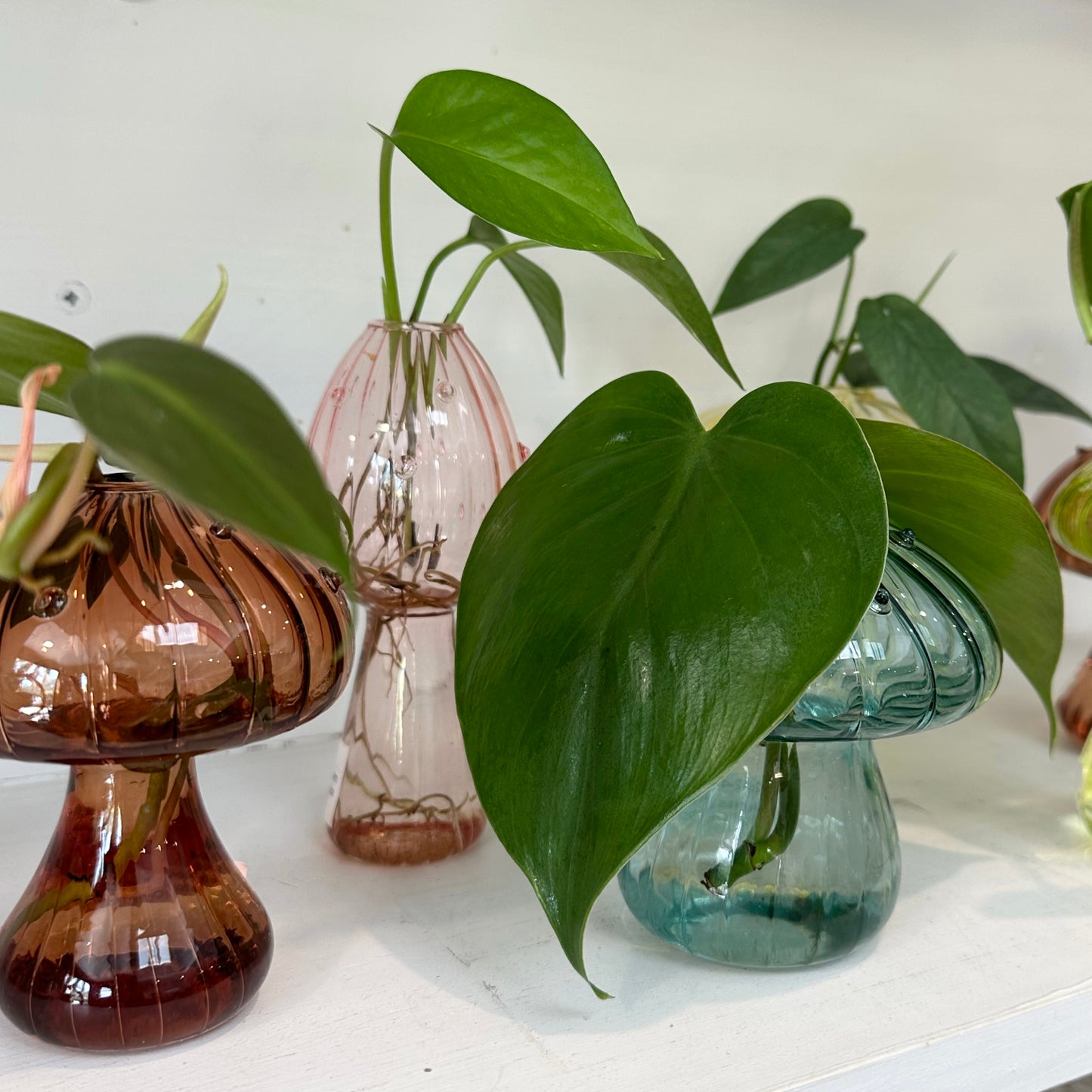 Glass Mushroom Vases with Propagated Stem