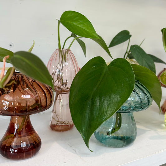 Glass Mushroom Vases with Propagated Stem
