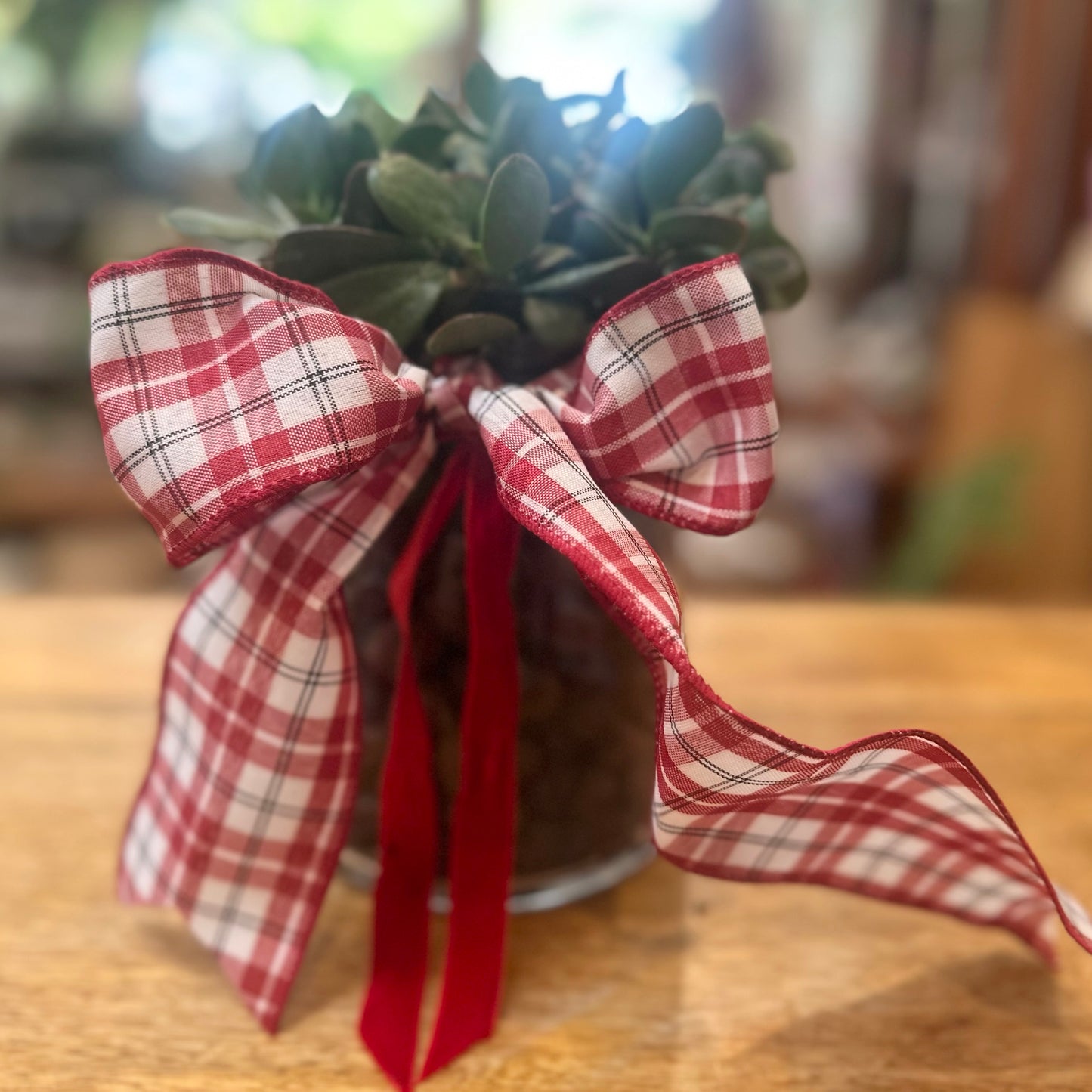 Stella Vase with Propagated Jade