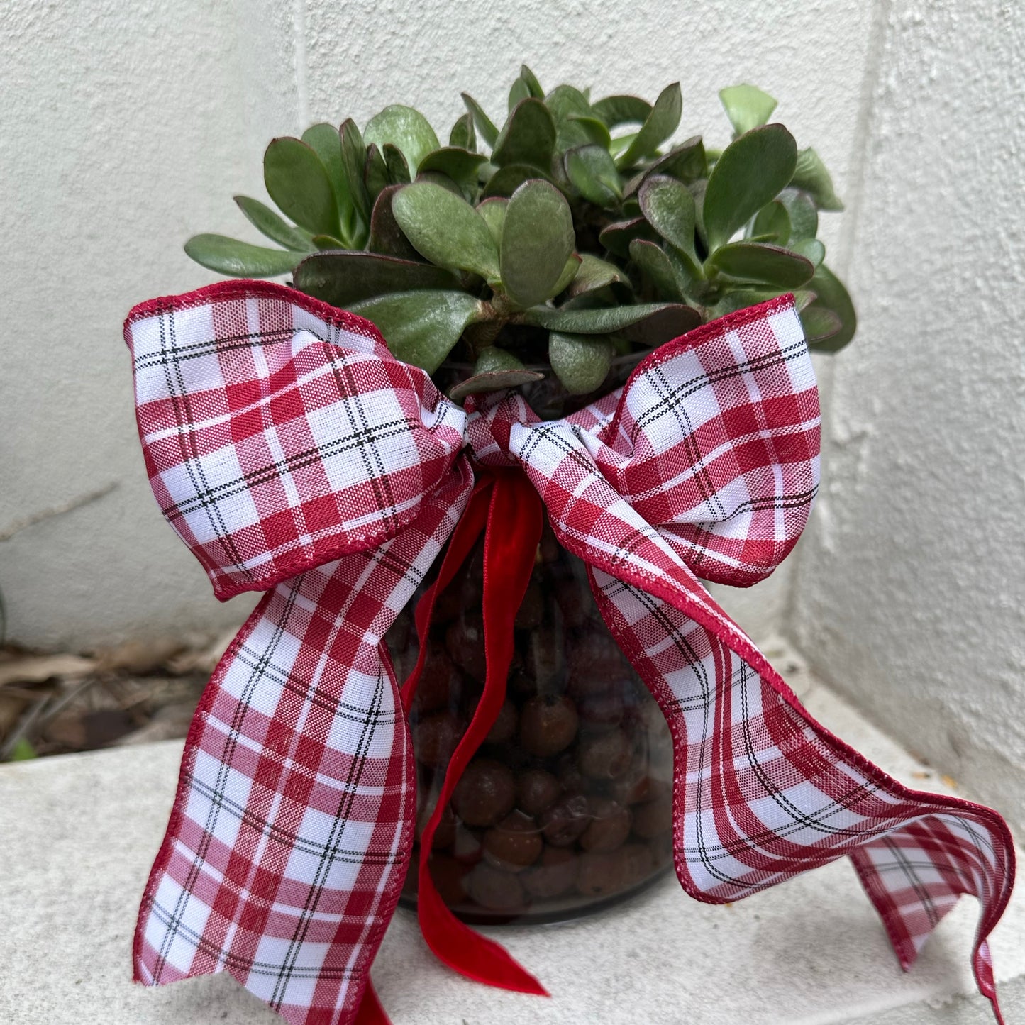 Stella Vase with Propagated Jade