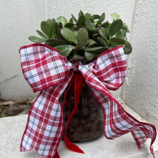 Stella Vase with Propagated Jade
