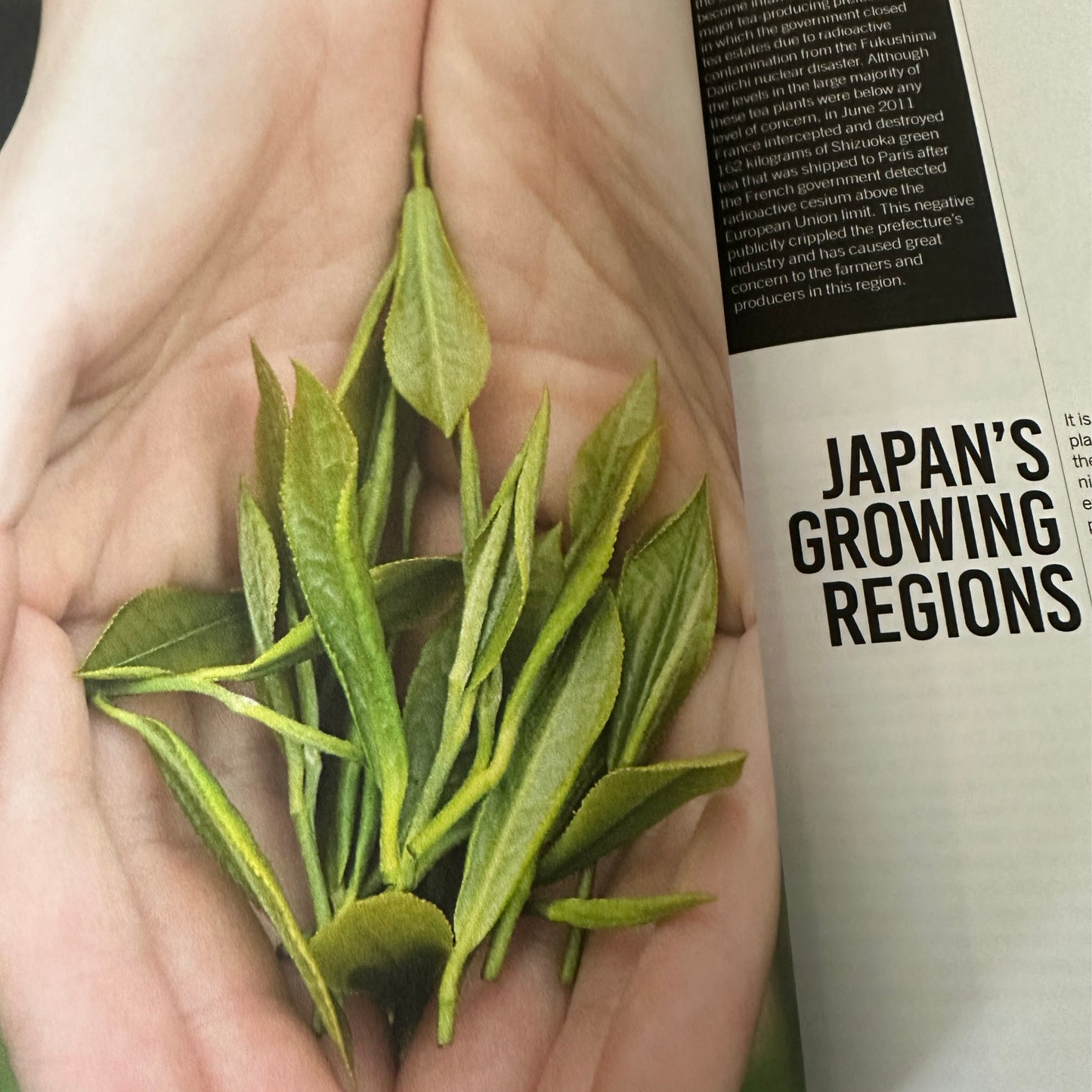 The Art and Craft of Tea