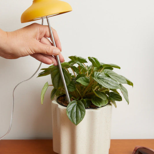 Instant Grow Sun Lamp