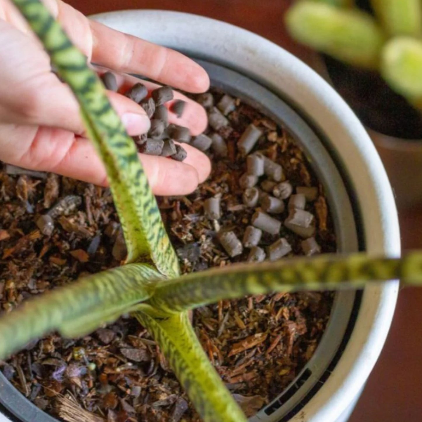 Support Organic Slow Release Plant Food