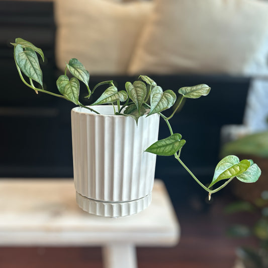 Monstera Siltepecana