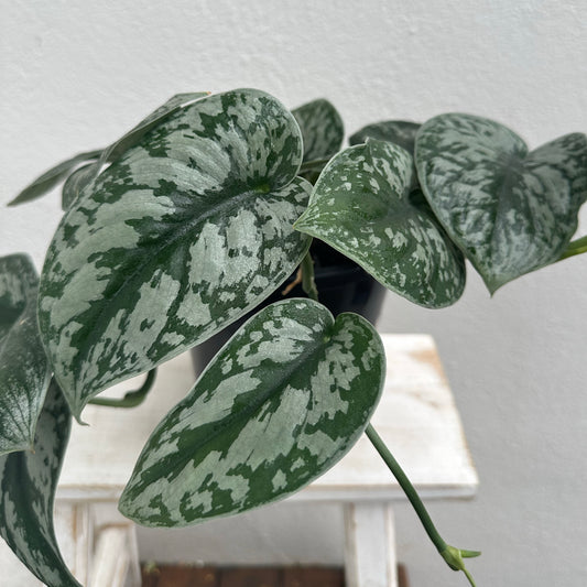 Satin Pothos