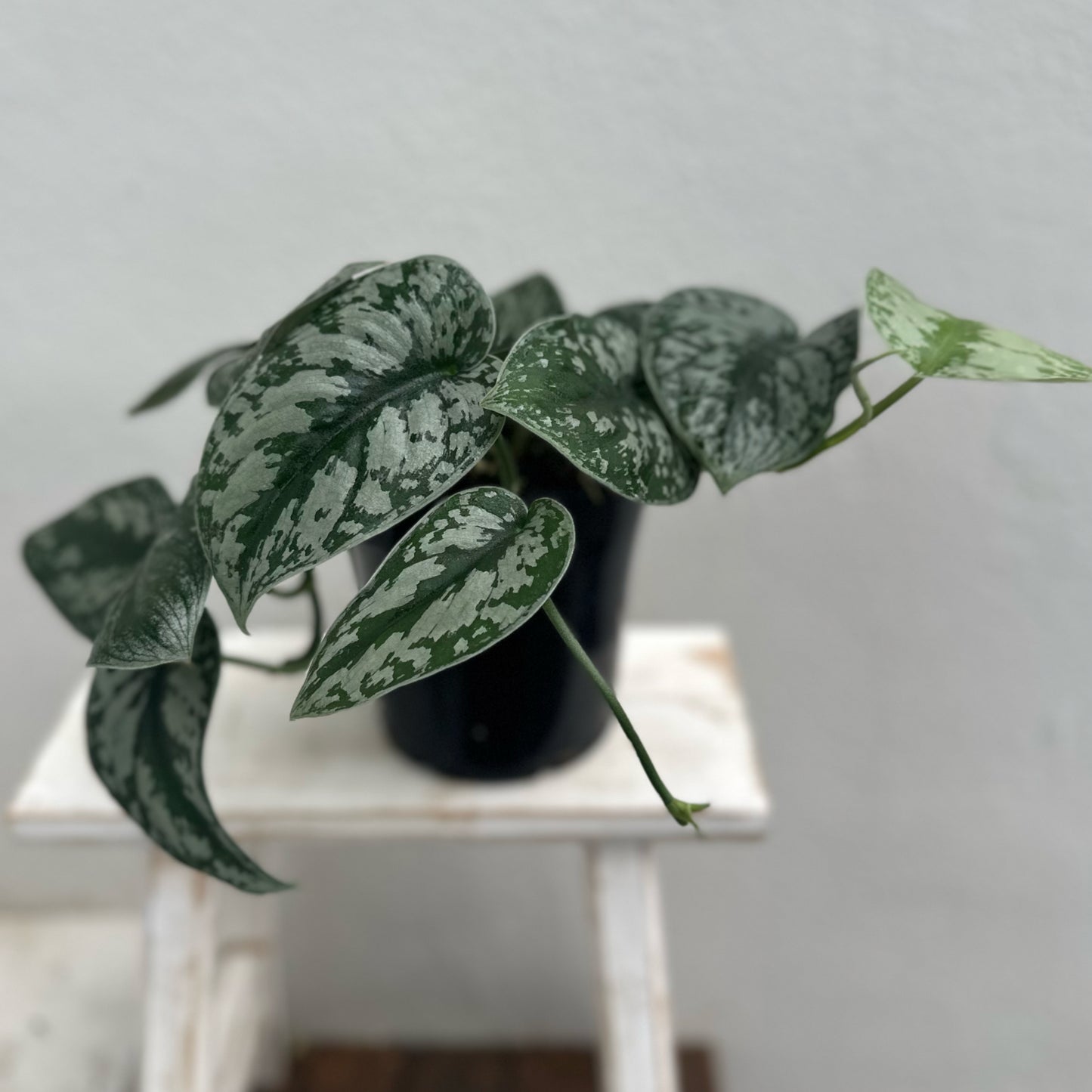 Satin Pothos