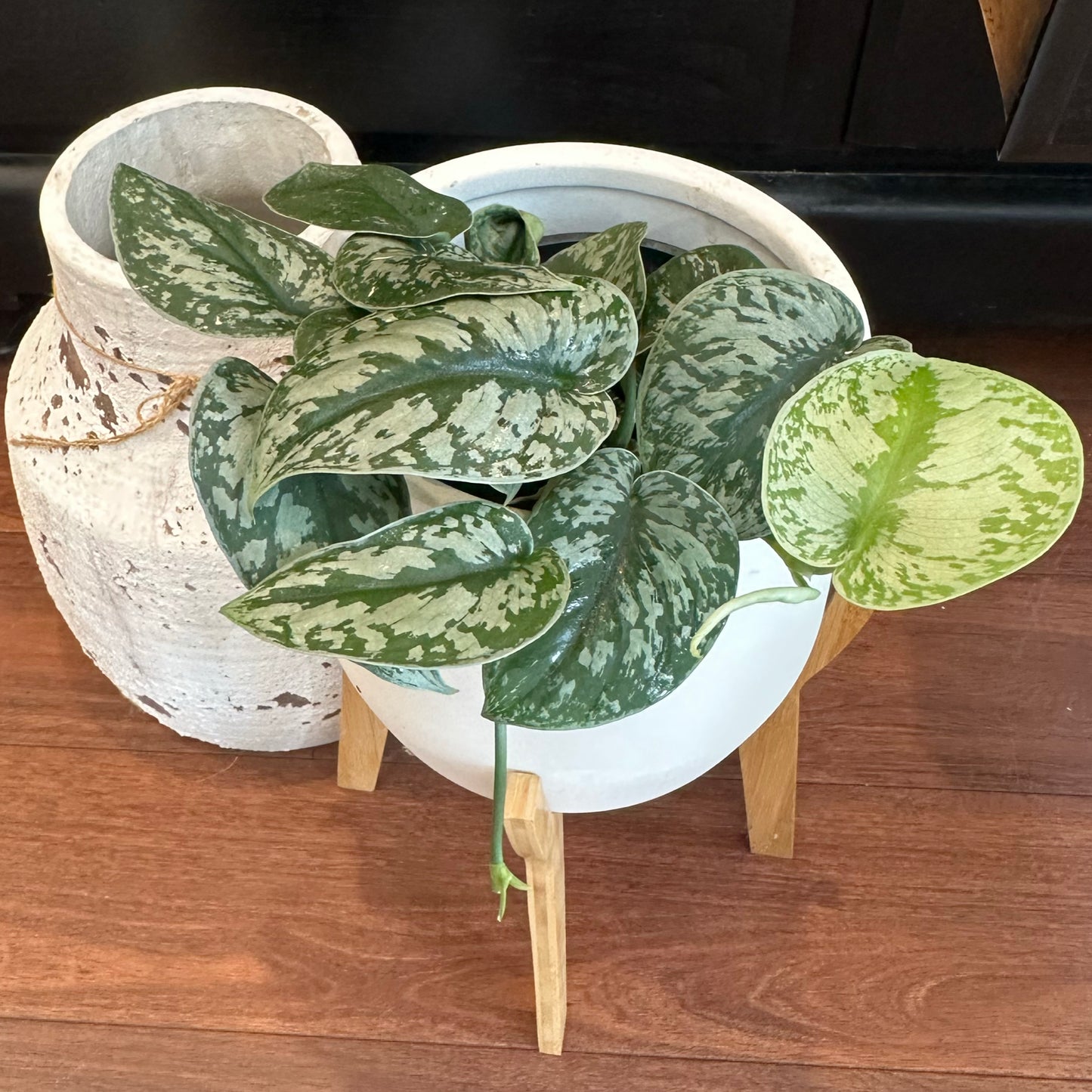 Satin Pothos