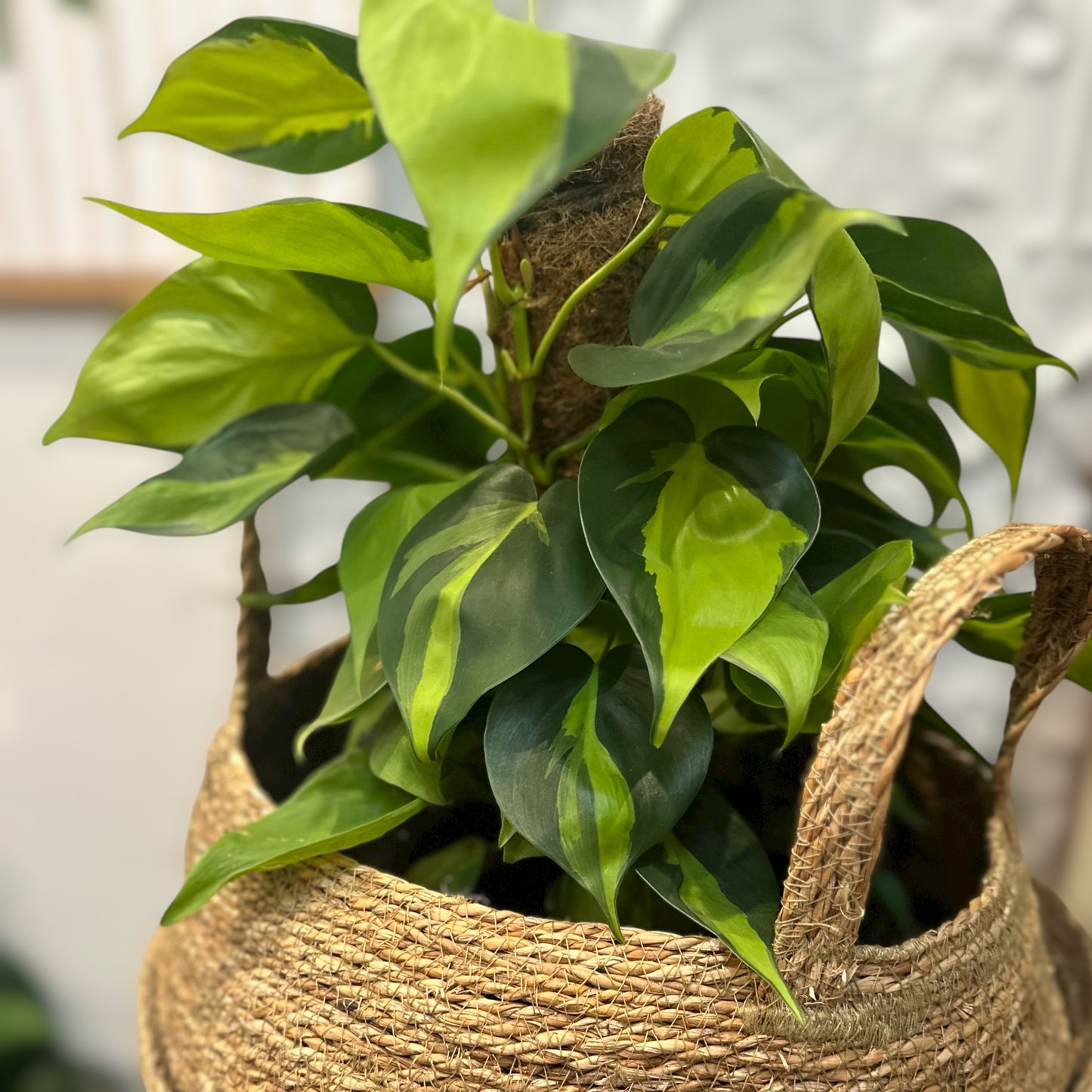 Philodendron brasil