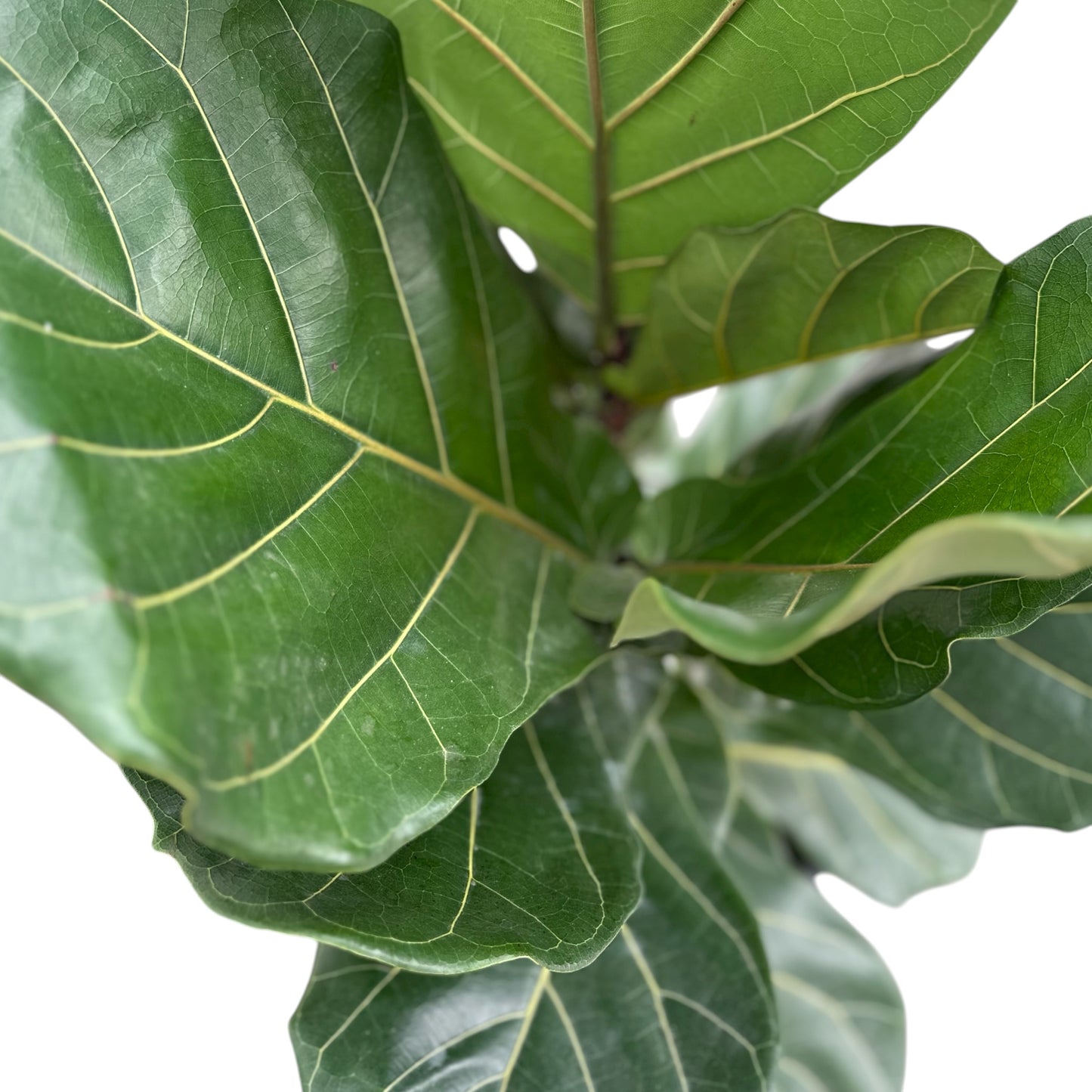 Fiddle Leaf Fig - Lyrata